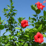 Hibiscus rosa-sinensis