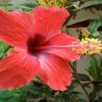 Hibiscus rosa-sinensis