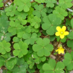 Oxalis corniculata