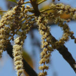 Terminalia bellirica