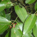 Cinnamomum verum