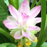 Curcuma longa