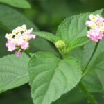 Lantana camara