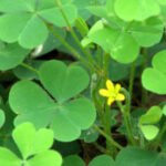 Oxalis corniculata