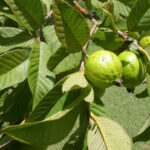 Psidium guajava