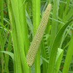 Acorus calamus