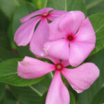 Catharanthusroseus