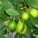 Citrus aurantifolia