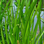 Acorus calamus