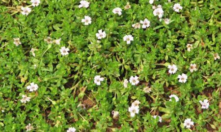 Brahmi/thyme leafed gratiola.