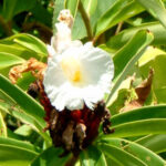 Cheilocostus speciosus