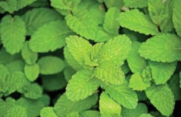 Mentha piperita-Leaf