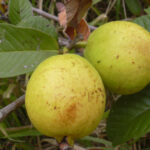 Psidium guajava