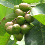 Terminalia chebula