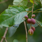 Terminalia chebula