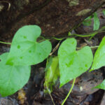 Tinospora cordifolia