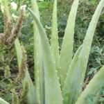 Aloe vera