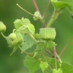 Abutilon indicum