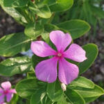 Catharanthusroseus