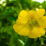 Abutilon indicum