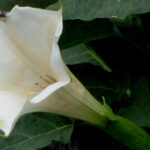 Datura metel