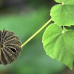 Abutilon indicum