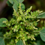 Acalyphaindica