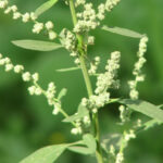 Chenopodium album