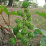 Ricinus communis