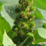 Ricinus communis