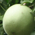 Aegle marmelos