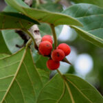 Ficus benghalensis