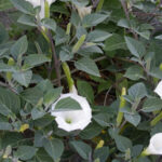 Datura metel