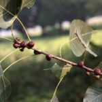 Ficus religiosa