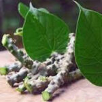 Tinospora cordifolia