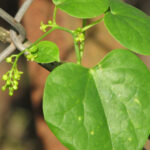 Tinospora cordifolia