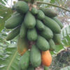 Amrutabhanda, Papaya