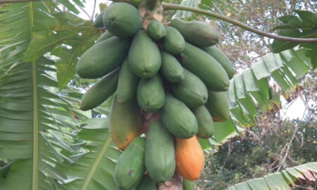Amrutabhanda, Papaya