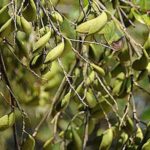 Pongamia pinnata