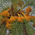 Phoenix sylvestris