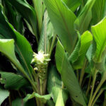 Curcuma longa