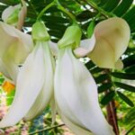 white-varient-flower